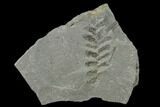 Pennsylvanian Fossil Fern (Neuropteris) Plate - Kentucky #142405-2